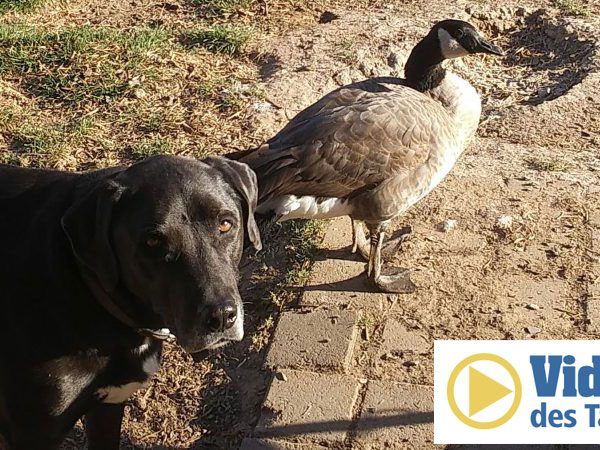 Die Gans denkt, sie wäre ein Hund.