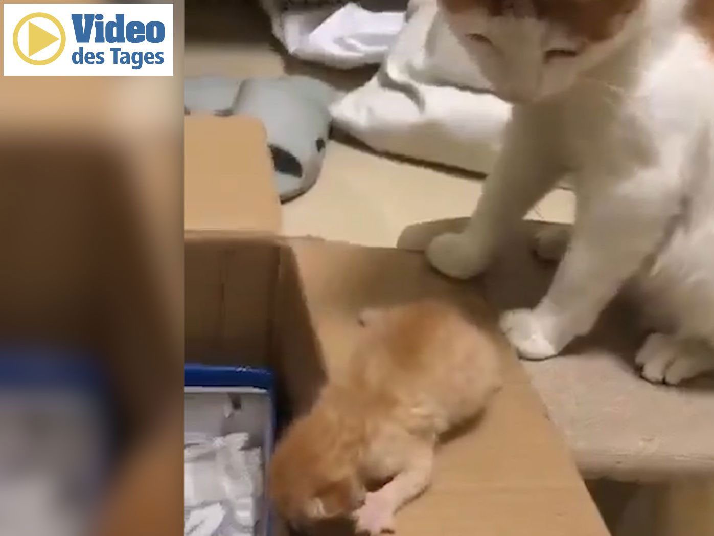 Die Katzenmama schupft das Baby in den Karton.