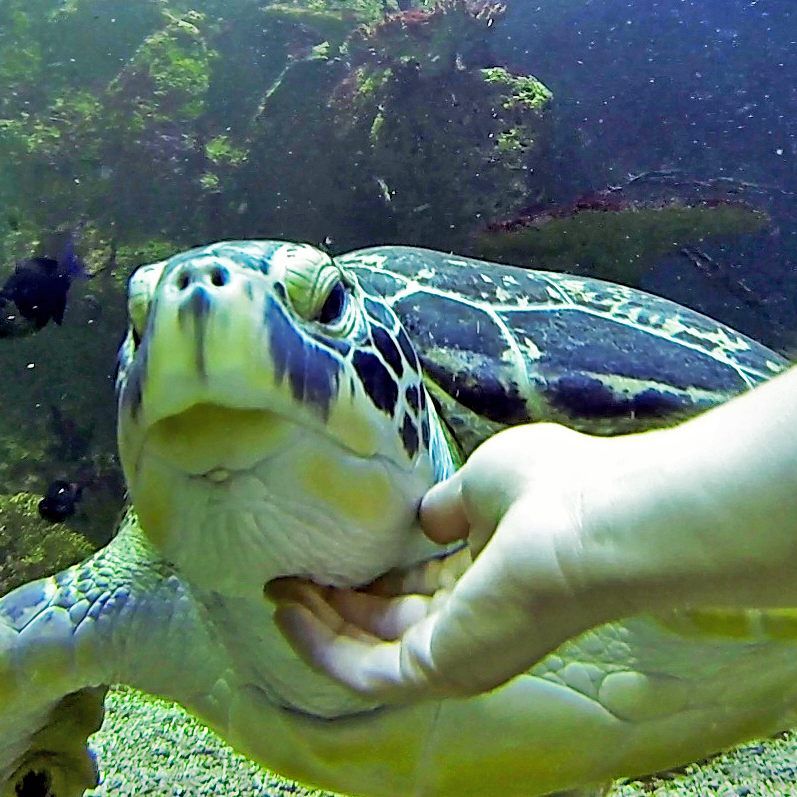 Sehenswert: Puppi erhält eine entspannte Massage.
