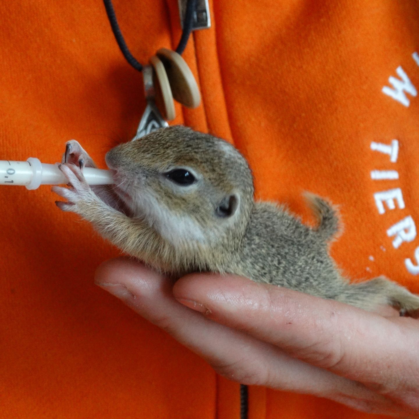 Eines der geretteten kleinen Ziesel