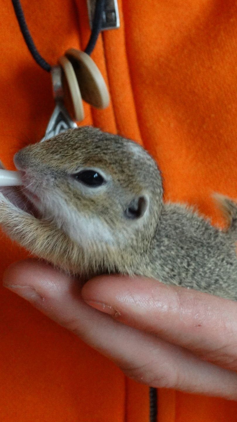 Eines der geretteten kleinen Ziesel