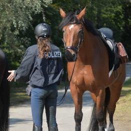 Die Pfotenhilfe fürchtet, dass die Polizepferde in ihre Herkunftsländer zurückgebracht werden und sie dort umgebracht werden.