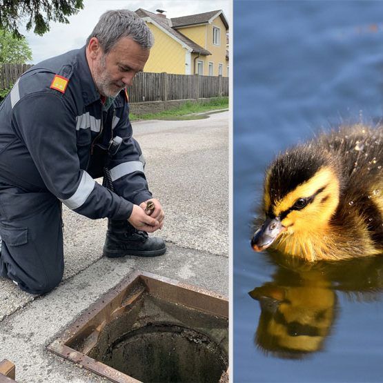 Die Entenküken wurden von der Feuerwehr aus ihrer misslichen Lage befreit