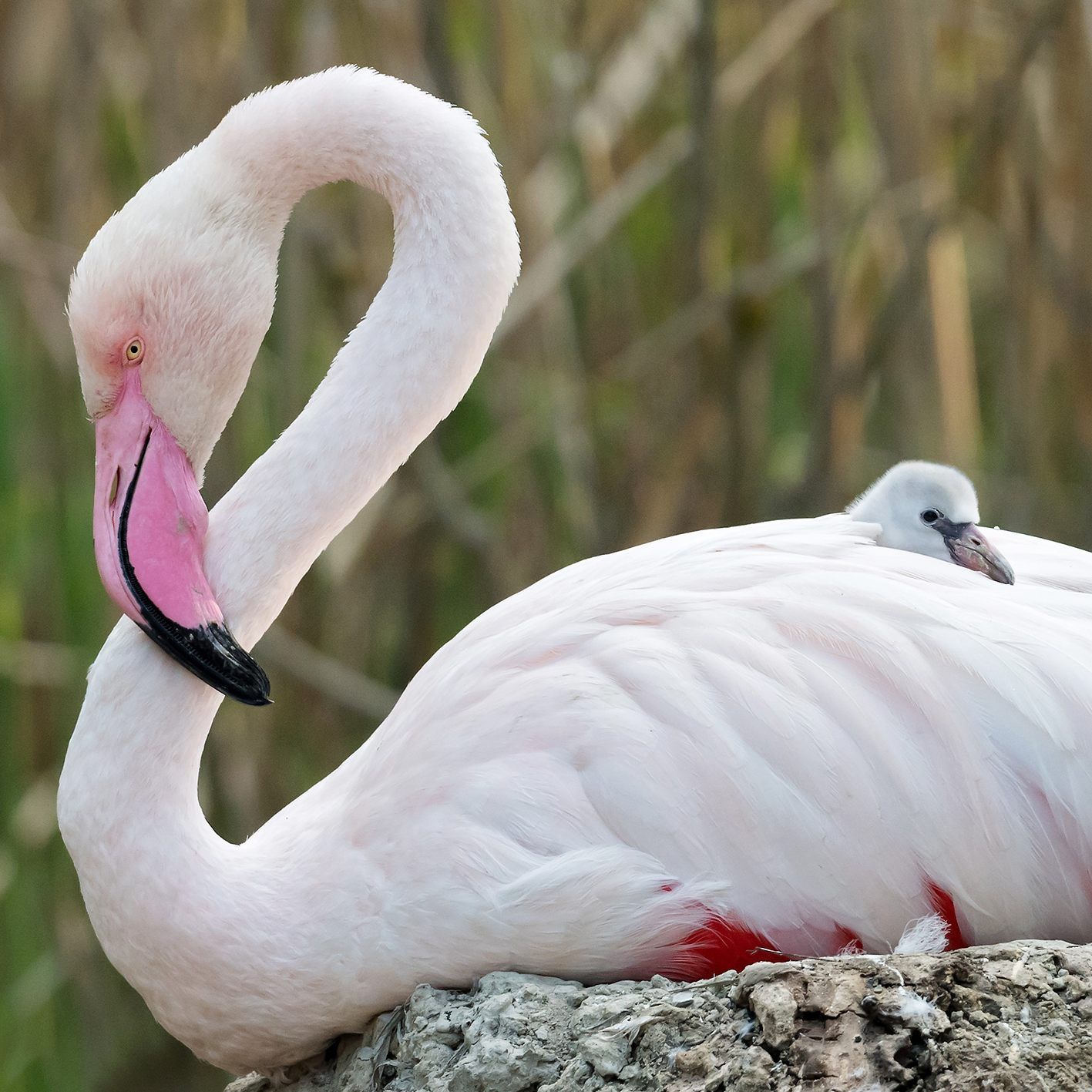 Der Tiergarten Schönbrunn freut sich über eine neue Flamingoküken.