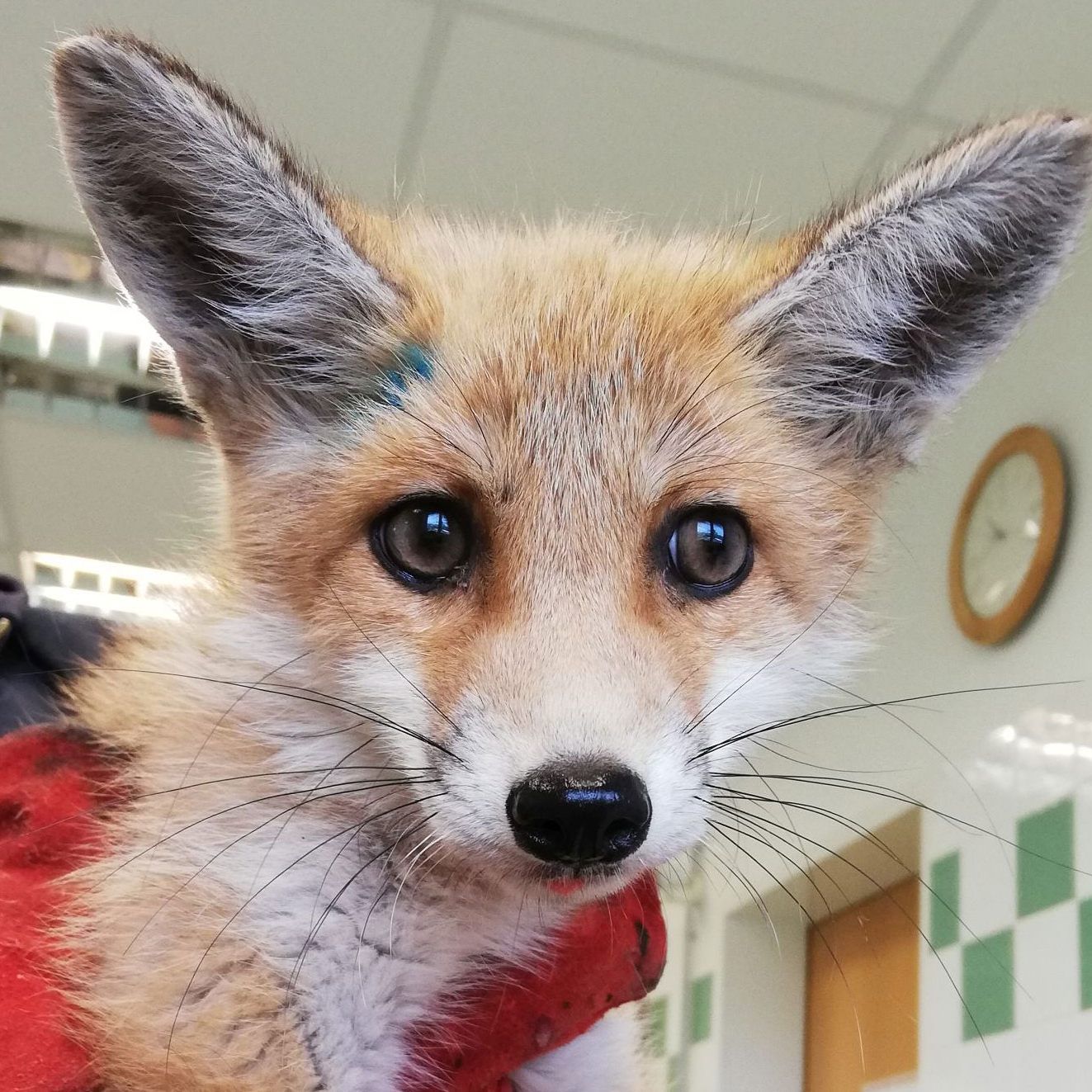 Fuchs "Mogli" ist jetzt beim WTV in den besten Händen