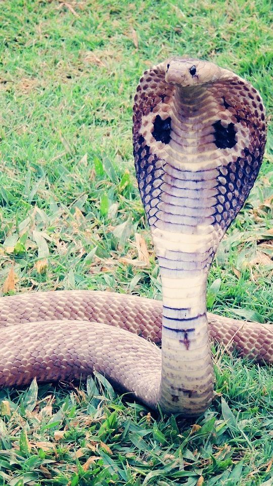 Die Polizei bittet bei Sichtung um eine Meldung an die Polizeiinspektion Korneuburg.