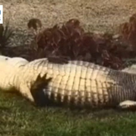 VOL.AT | Nachrichten aus Vorarlberg, Österreich und der Welt