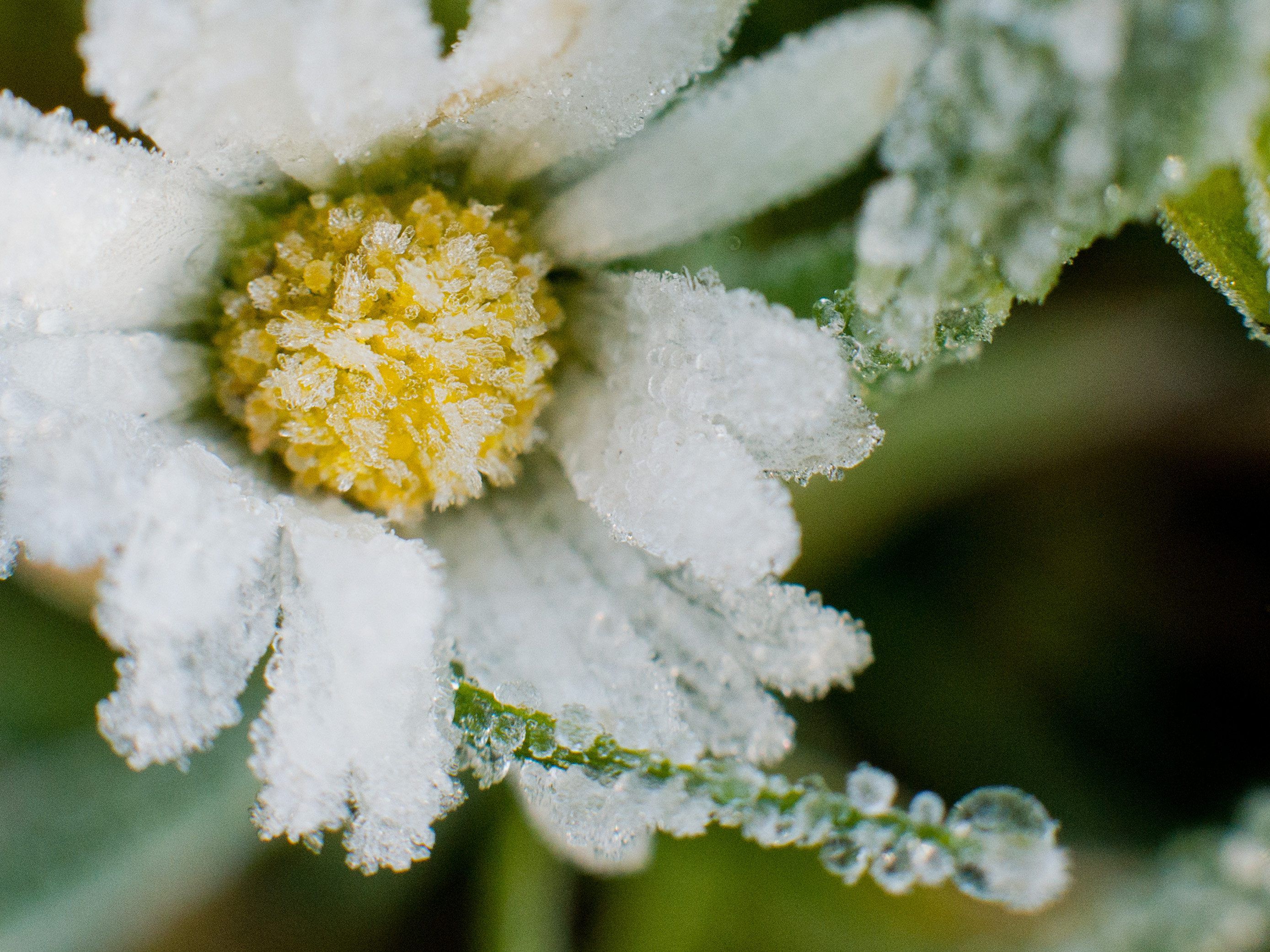 Zum Muttertag wird das Wetter wieder frostig. Zum Muttertag wird das Wetter wieder frostig.