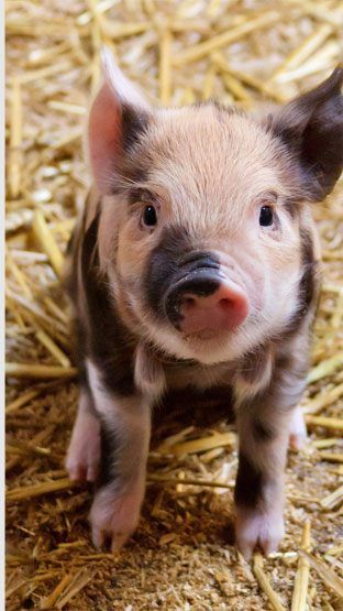 Promis wie Dominic Thiem und Elfriede Ott machen sich für den Tierschutz stark