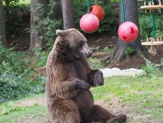 "Miri" litt an Bauchspeicheldrüsenkrebs