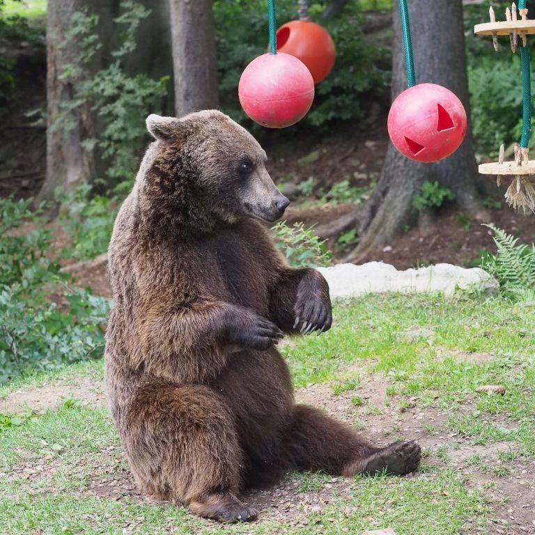 Bärin "Miri" war seit 2015 im Bärenwald Arbesbach untergebracht.