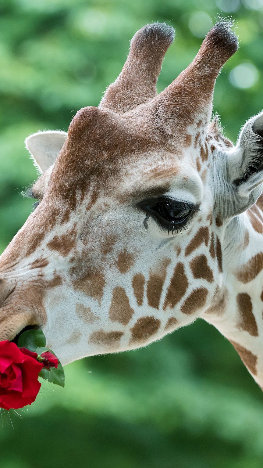 Die Giraffen freuten sich über einen besonderen Leckerbissen.