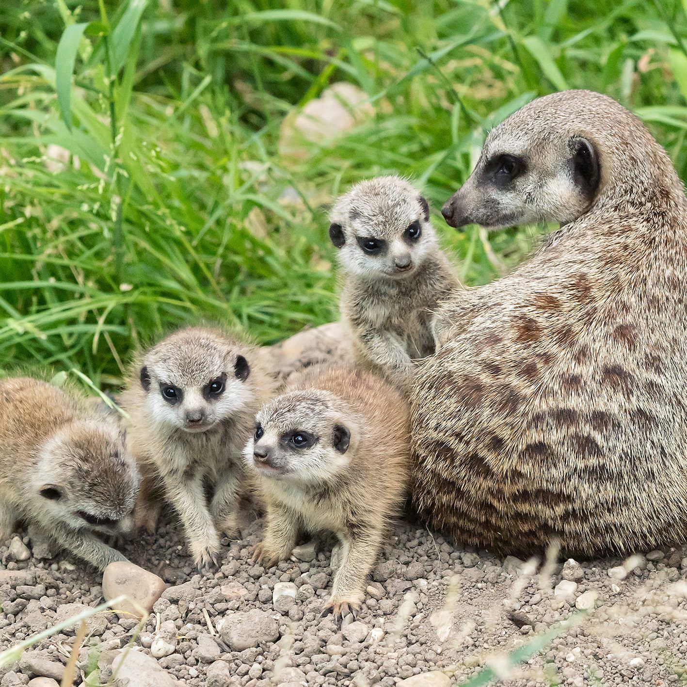Die Kleinen wagen die ersten Ausflüge aus der Höhle.