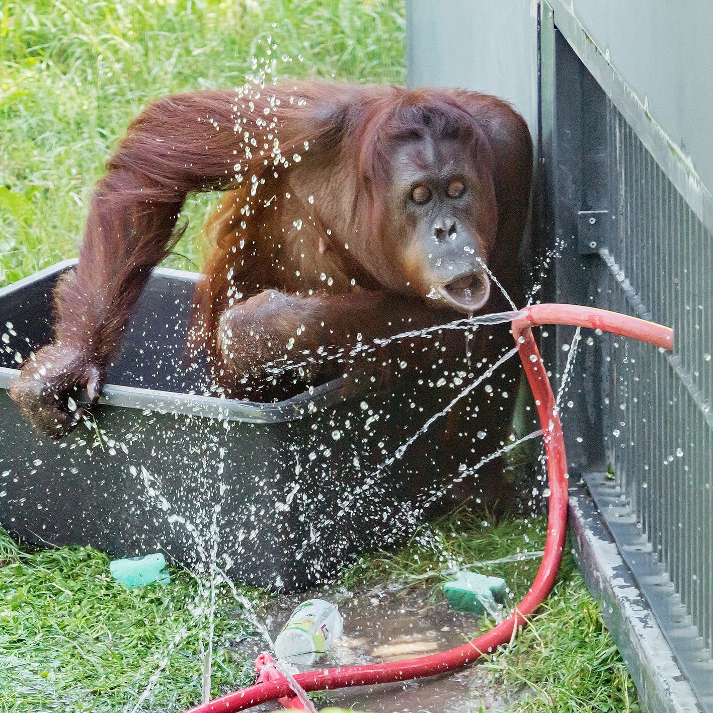 Der Wasserschlauch verschafft den Affen schnell Abkühlung.