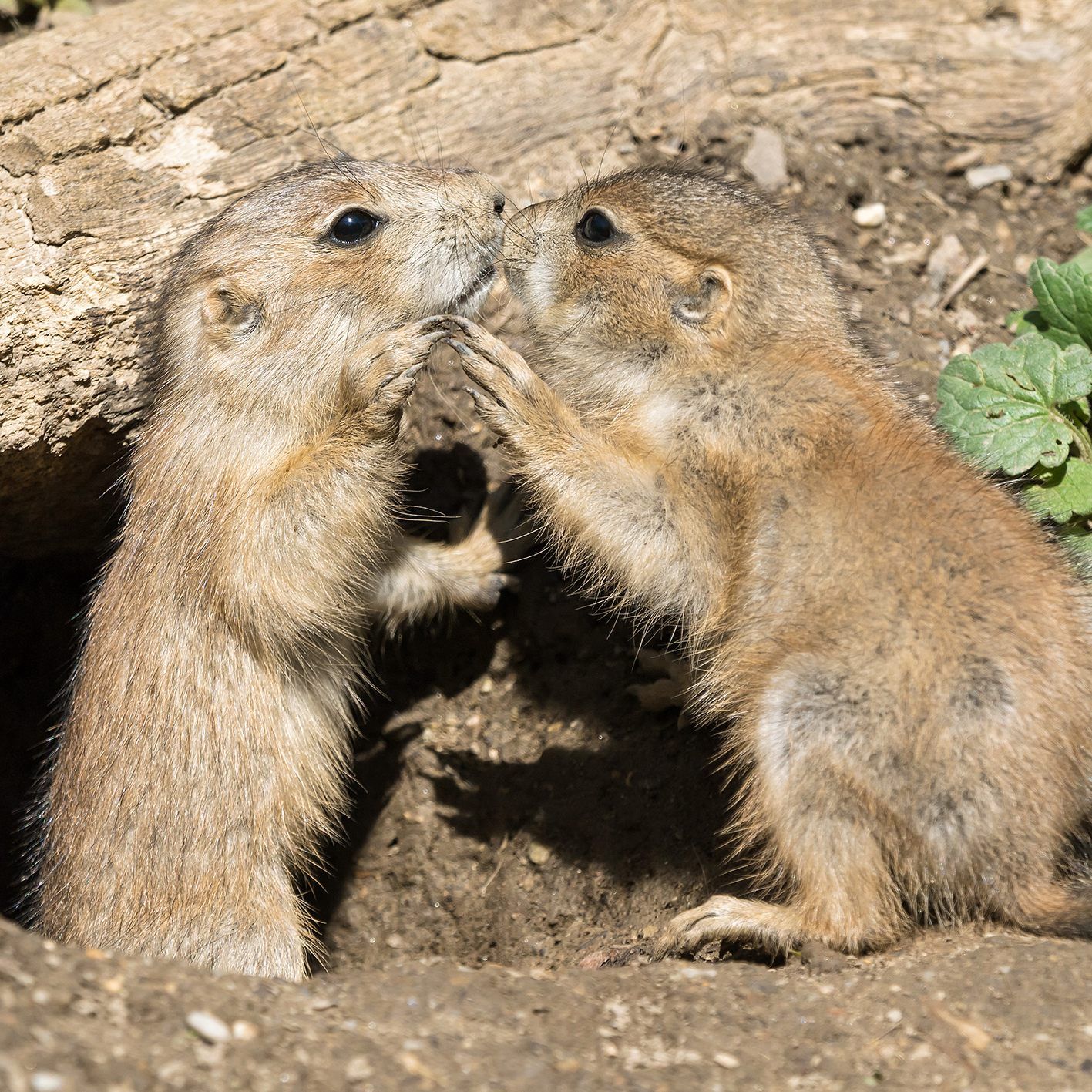 Zur Wiedererkennung beschnuppern sich Tiere und geben sich Bussis.