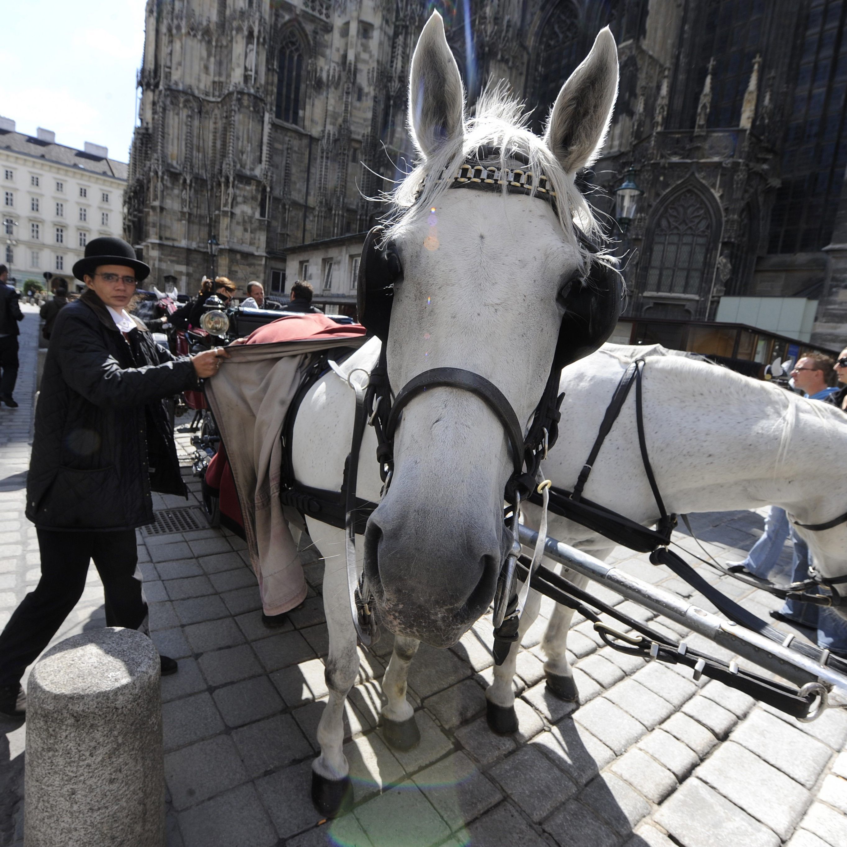 Die Wiener Fiaker haben eine Protestaktion angekündigt.