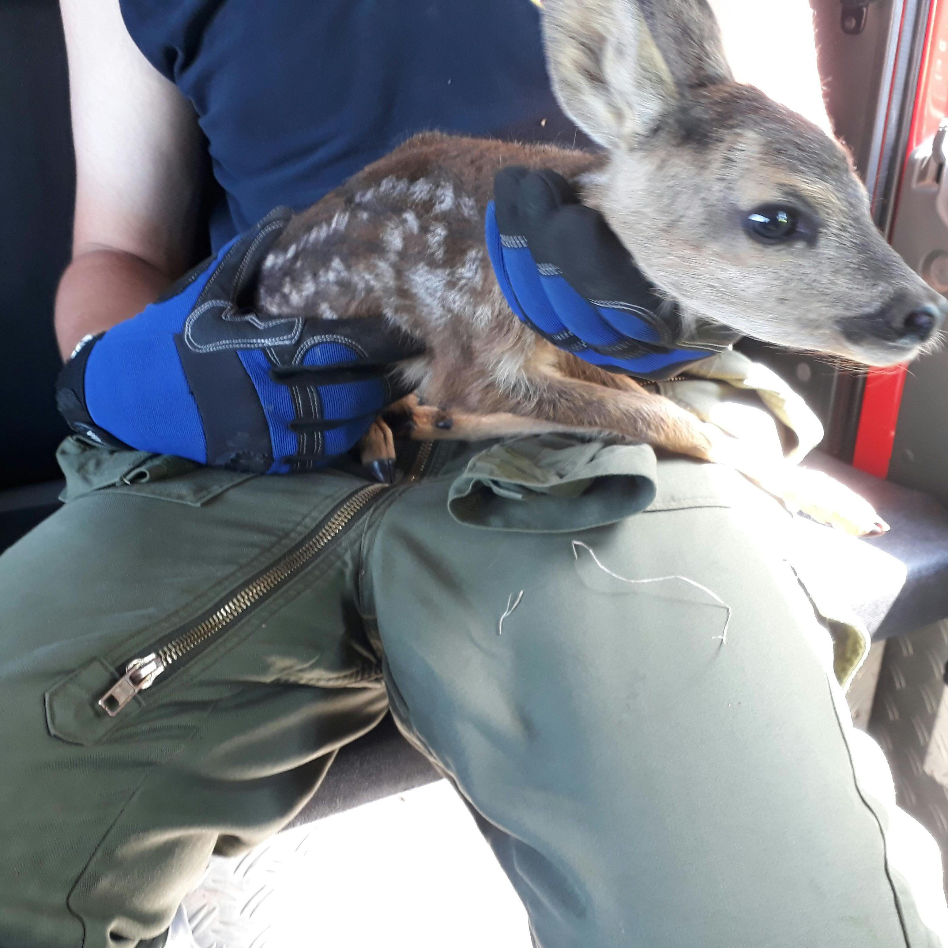 Die Einsatzkräte konnte das Reh befreien.