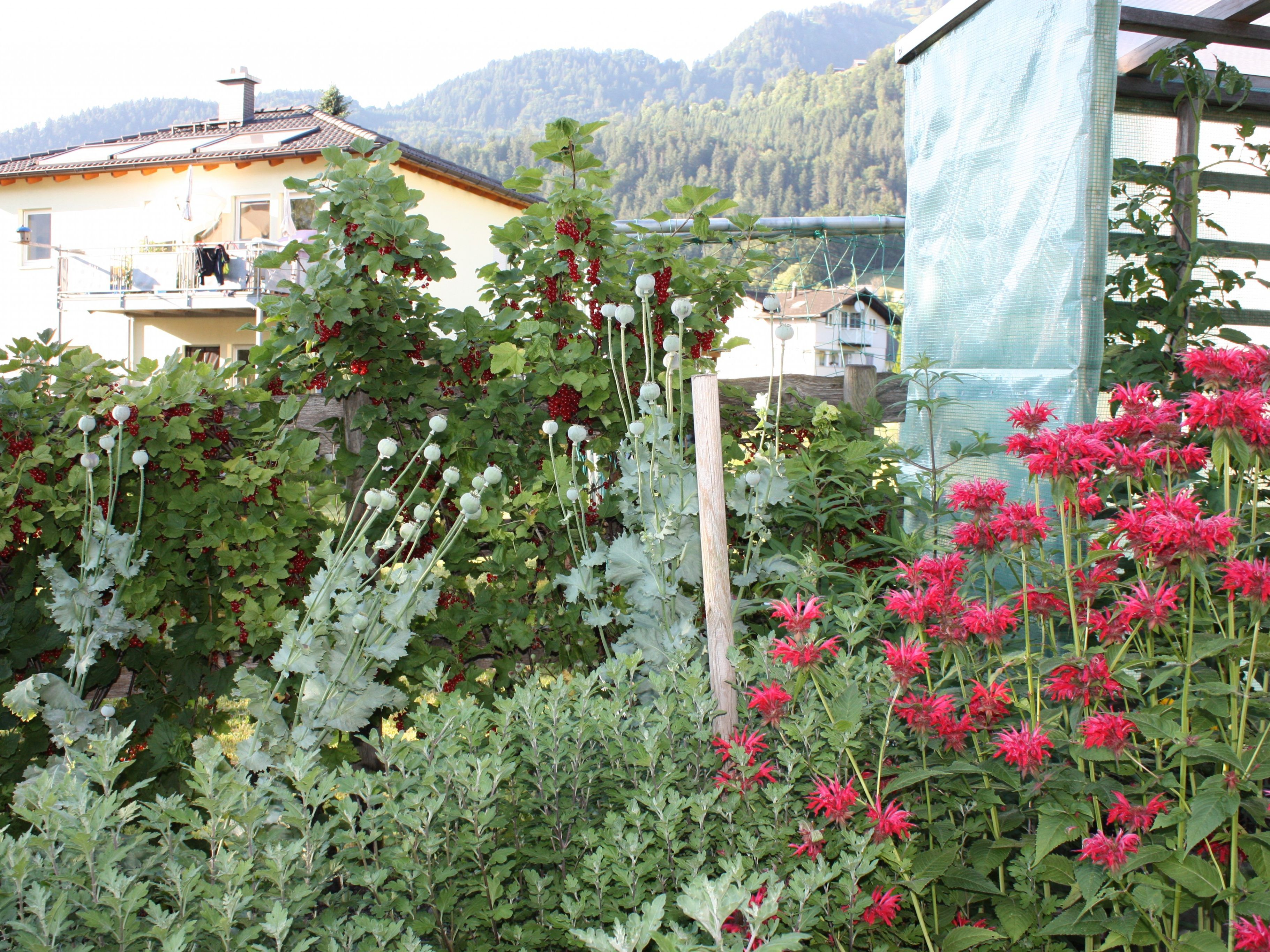 Garten von Fam. Dornstetter