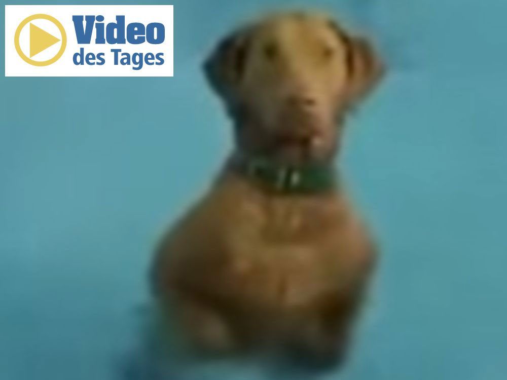 Dieser Hund ist kein Fan vom Schwimmen.