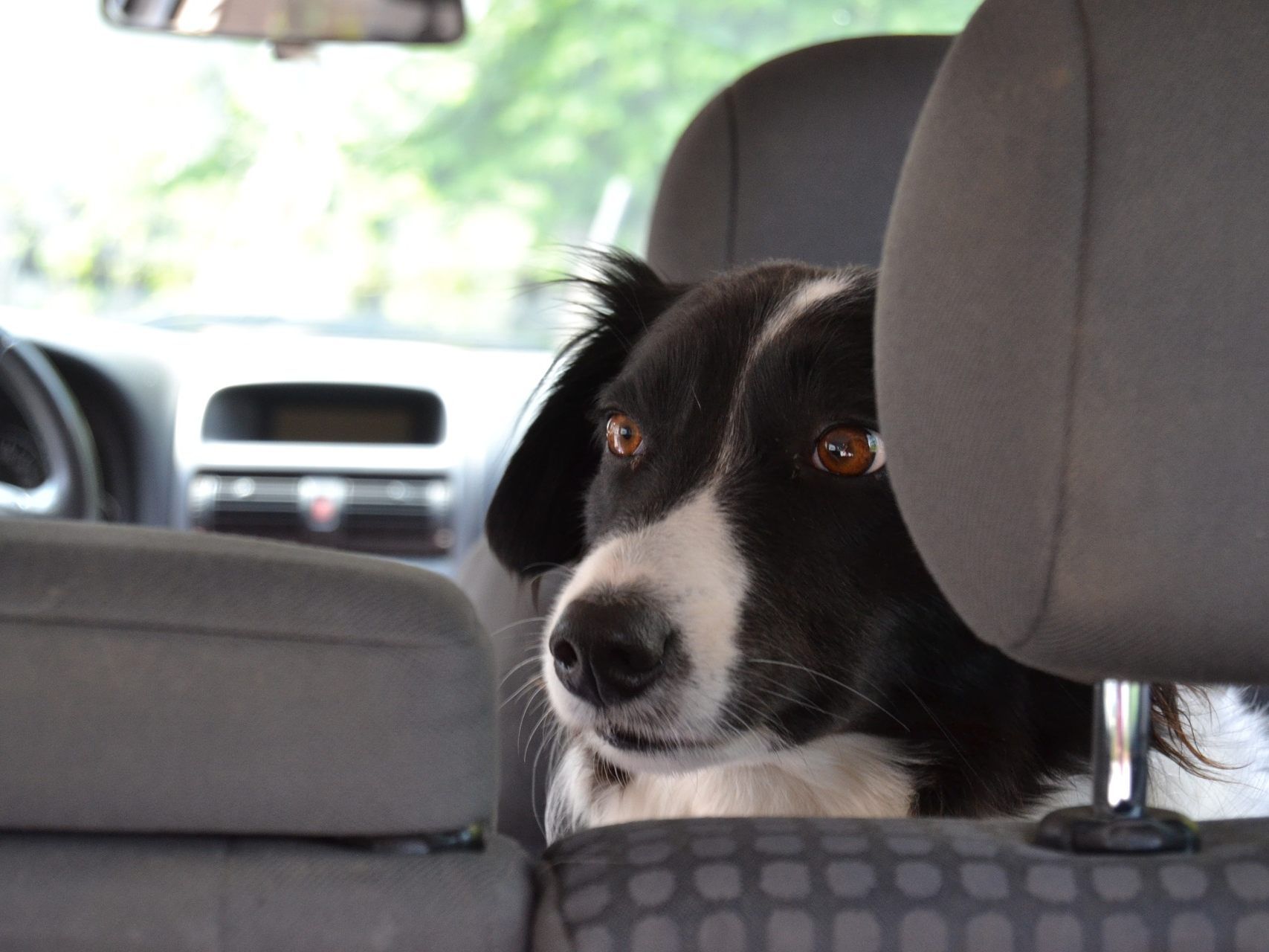 Für einen Hund kann ein Auto bei Sommerhitze rasch zur Todesfalle werden Für einen Hund kann ein Auto bei Sommerhitze rasch zur Todesfalle werden
