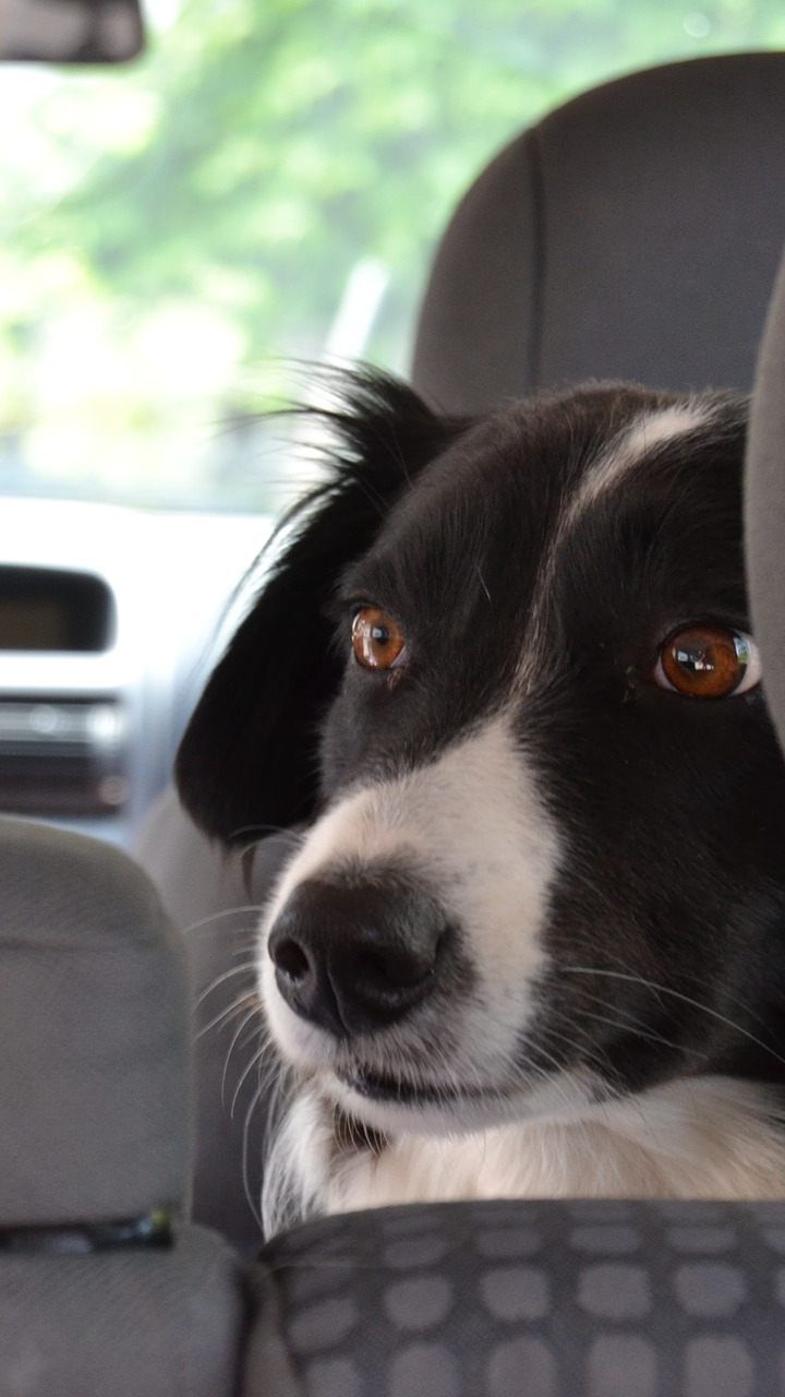 Für einen Hund kann ein Auto bei Sommerhitze rasch zur Todesfalle werden