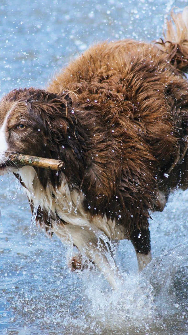 Auch Hunden macht die Hitze zu schaffen.