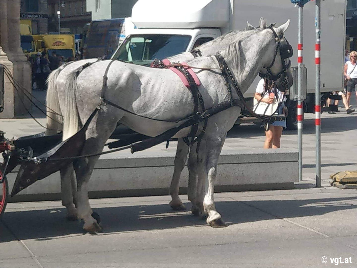 Bei dem Pferd ist die Kruppe deutlich zu sehen.