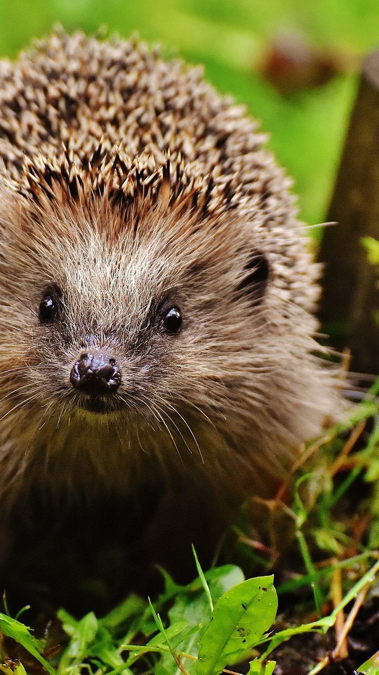 Das Team von "Hernals 3 Nacht" hat dem kleinen Igel das Leben gerettet.