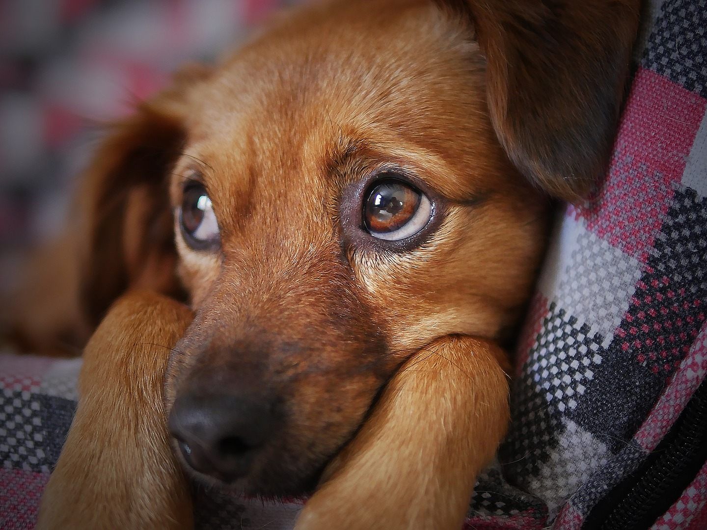 Der Nachbar lag schon länger mit dem Hundehalter im Streit. Der Nachbar lag schon länger mit dem Hundehalter im Streit.