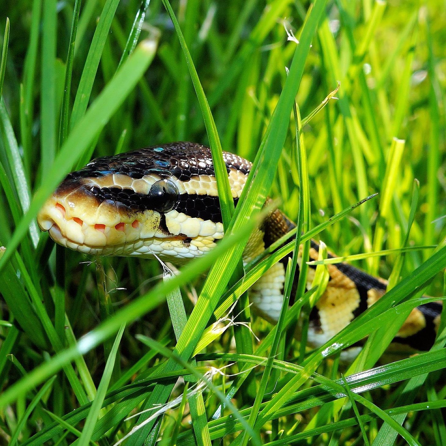 Die zehn Schlangen wurden dem WTV übergeben.
