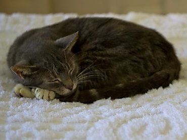 Katzen dürfen oft mit in die Federn