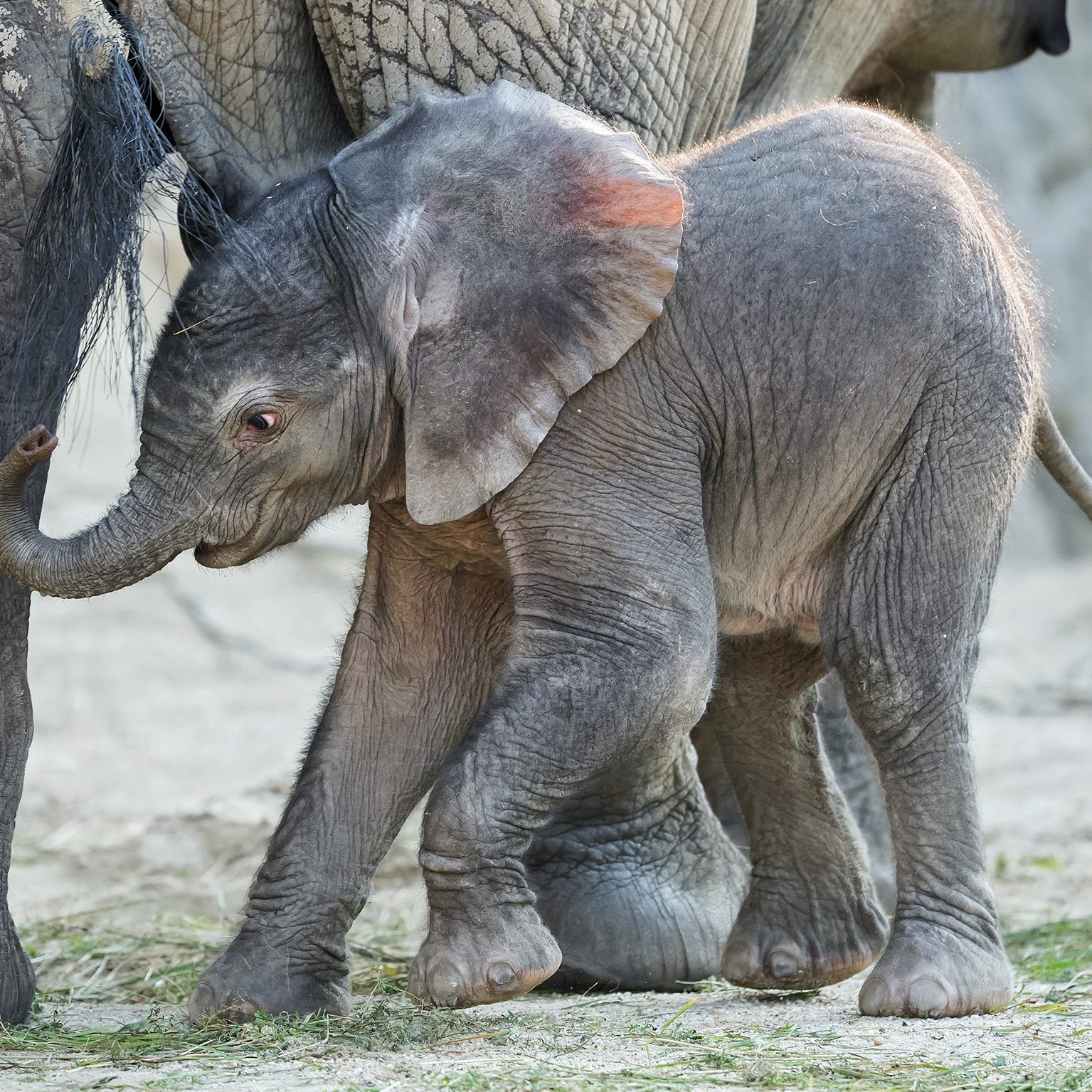 Noch steht kein Name für den kleinen Dickhäuter fest.