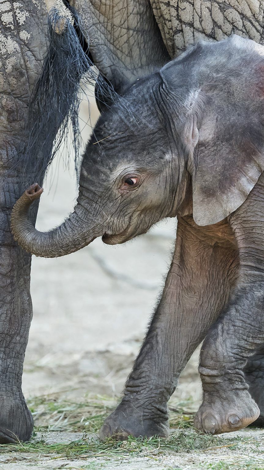 Drei Namen haben die Pfleger für das Elefantenbaby zur Auswahl gestellt.