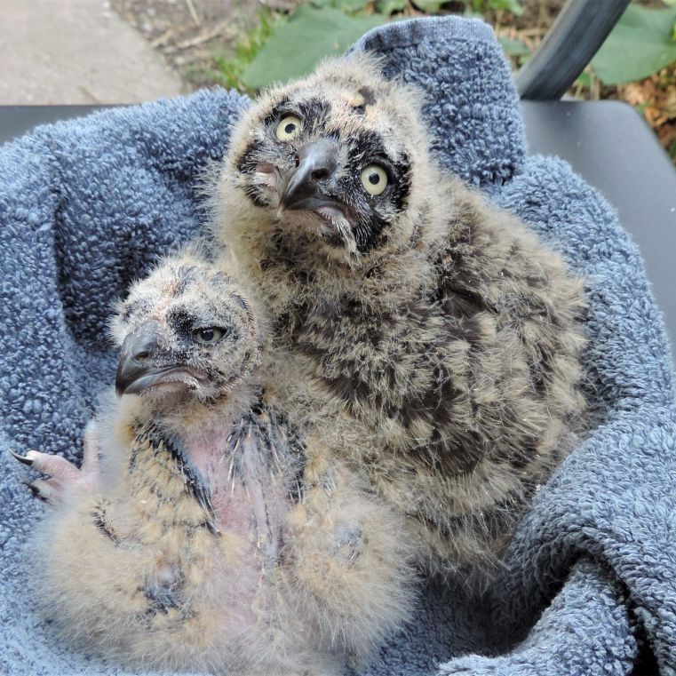 Die beiden Küken entwickeln sich sehr gut.