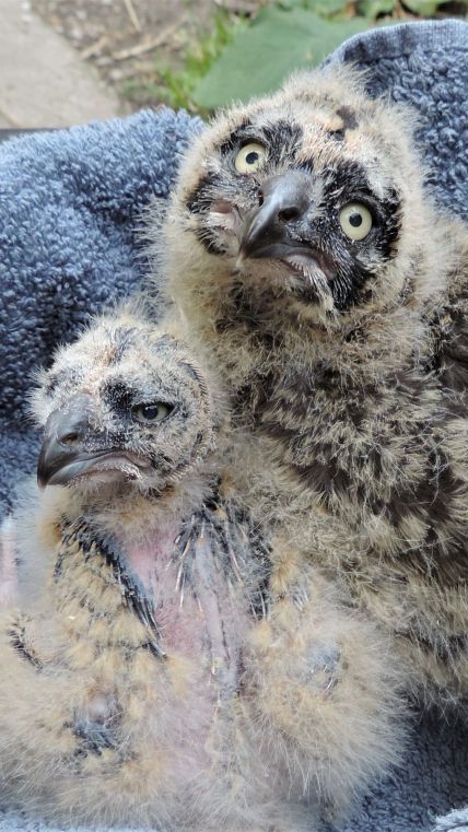 Die beiden Küken entwickeln sich sehr gut.