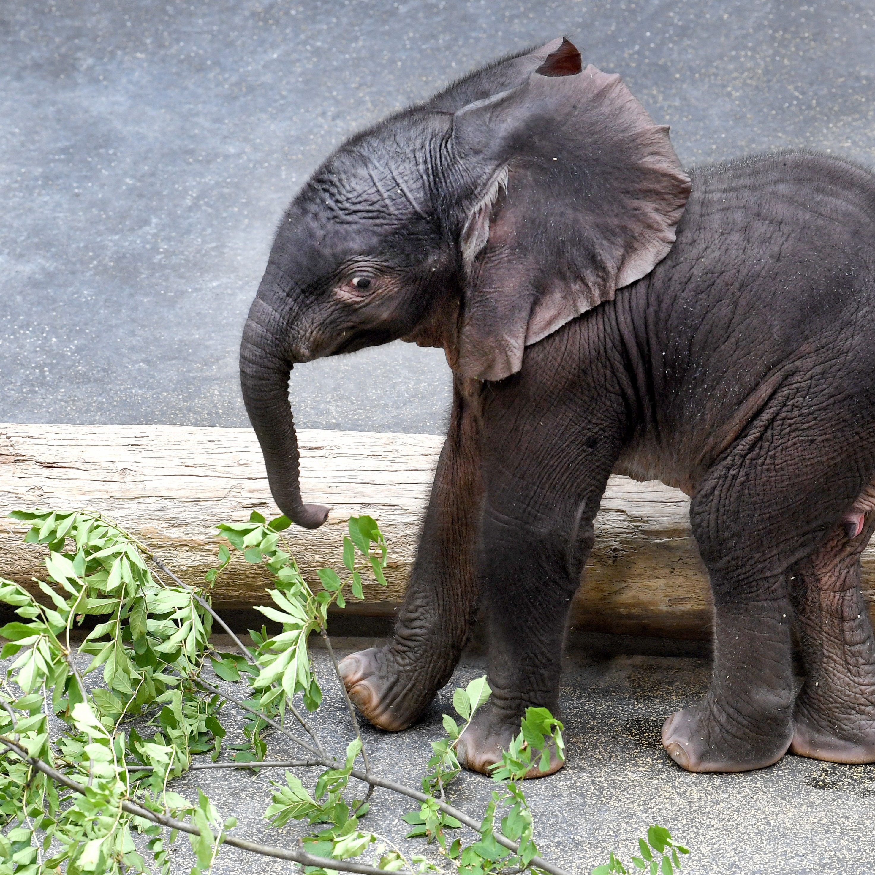 Elefantenbaby als Besuchermagnet in Schönbrunn.