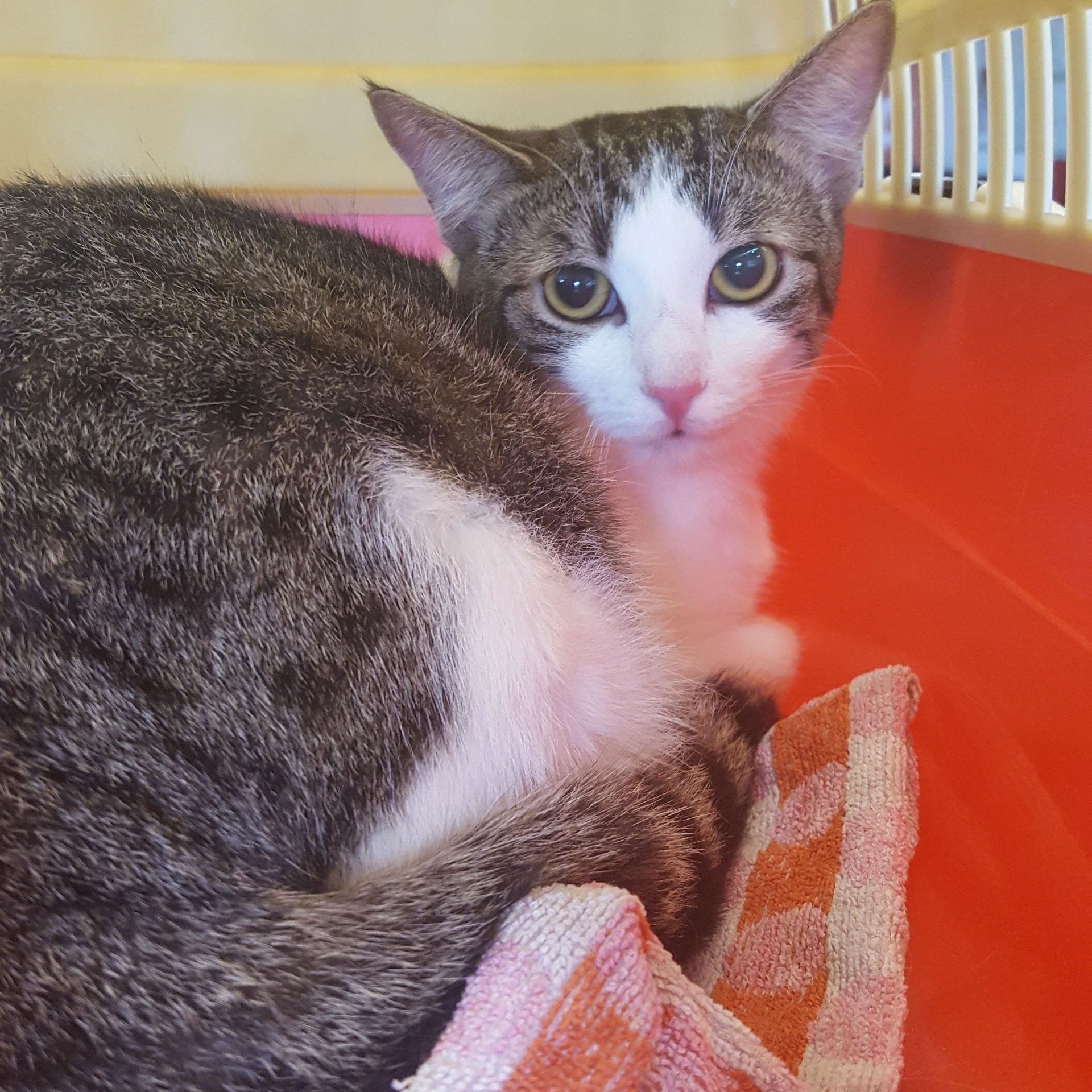 Eine Passantin entdeckte die ausgesetzte Katze in Wien-Wieden.