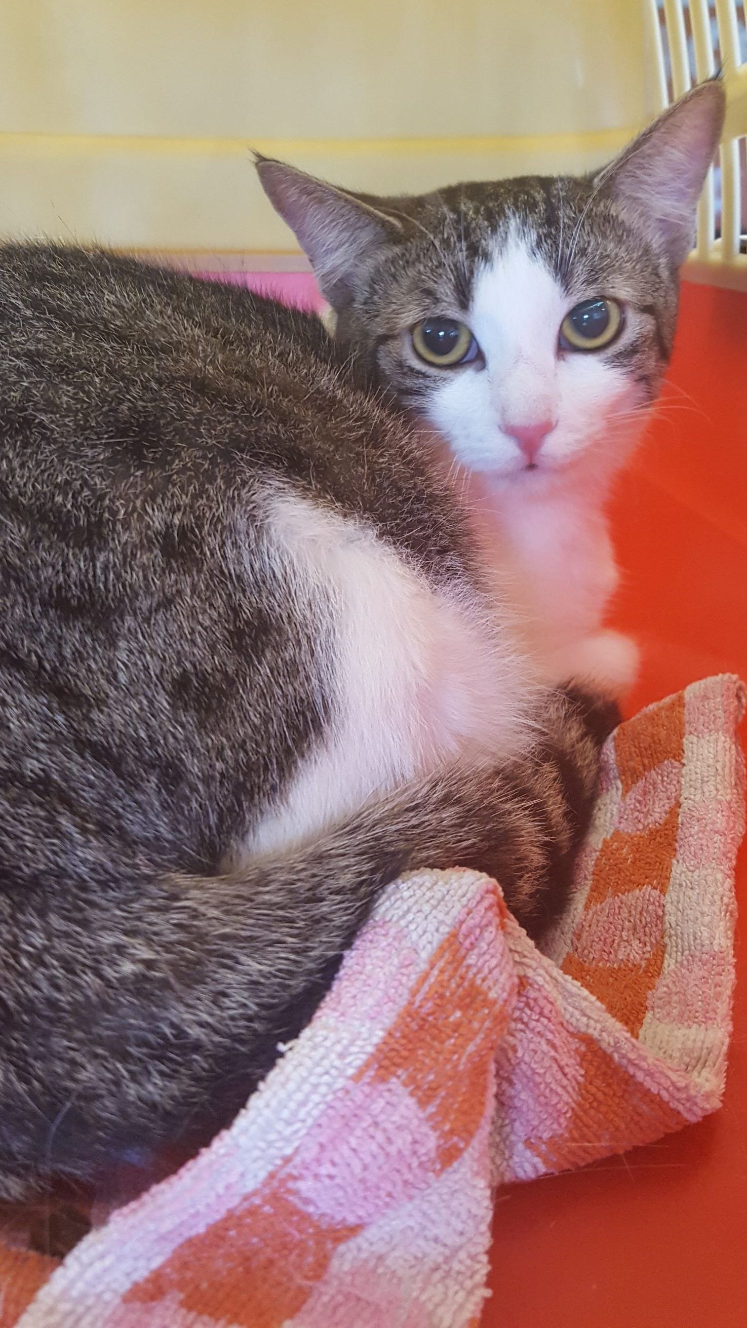 Eine Passantin entdeckte die ausgesetzte Katze in Wien-Wieden.