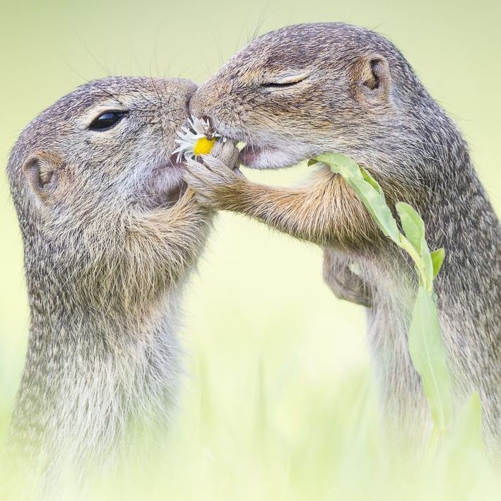 Eine Verkehrsumleitung gefährdet das Zieselvorkommen in Schlosshof in NÖ.