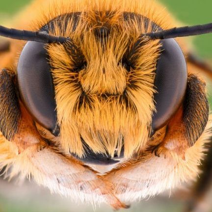 Das Leben aus der Sicht einer Arbeiter-Biene.