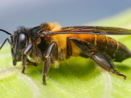 Den männlichen Bienen, auch genannt Drohnen, wird oft ein leichtes Lotterleben nachgesagt.