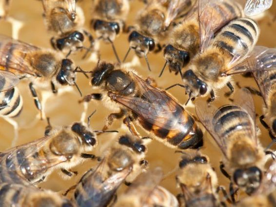 Das leben einer Bienenkönigin - Nicht so luxuriös wie der Name vielleicht vermuten lässt.
