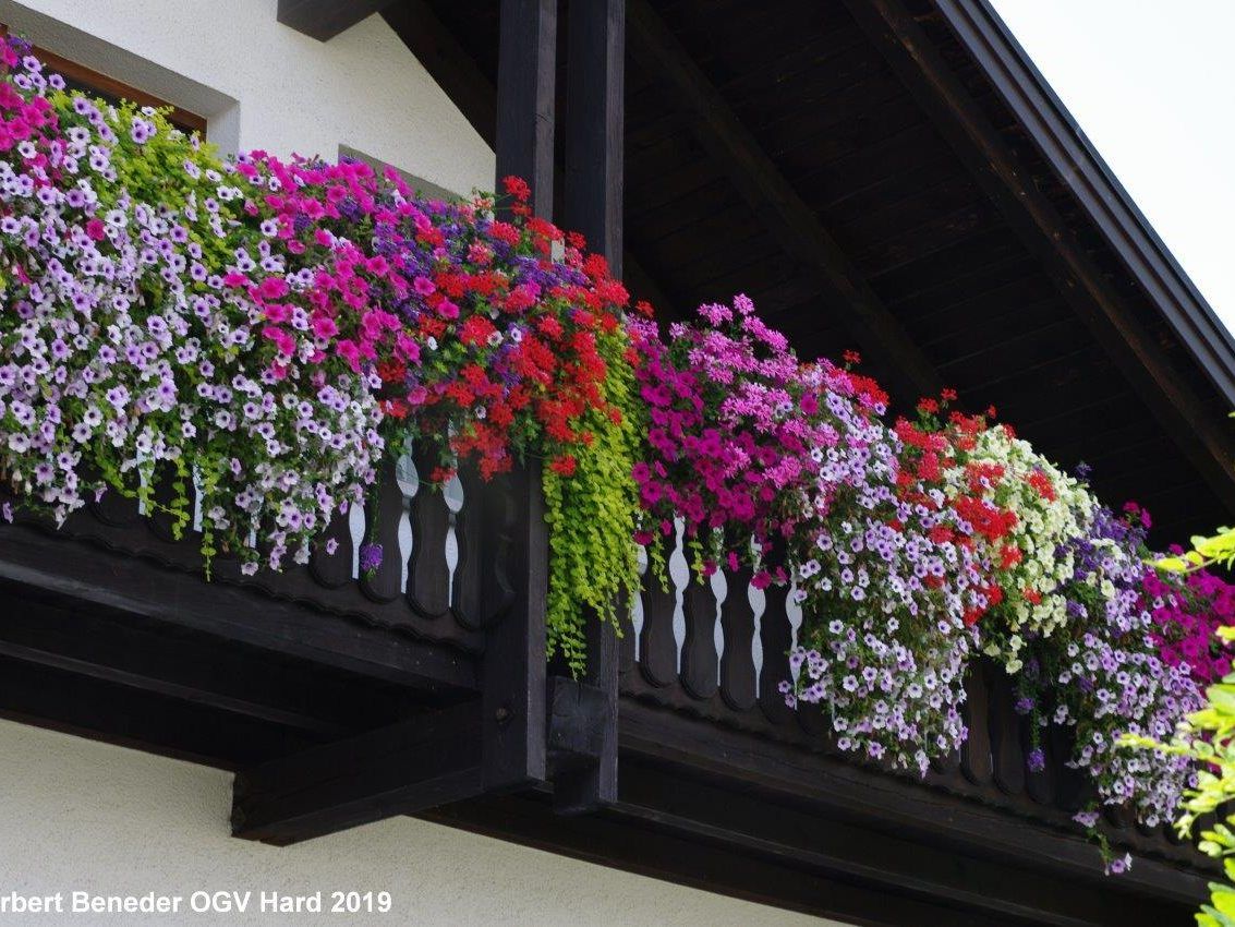 Wunderschöne Balkonblumen