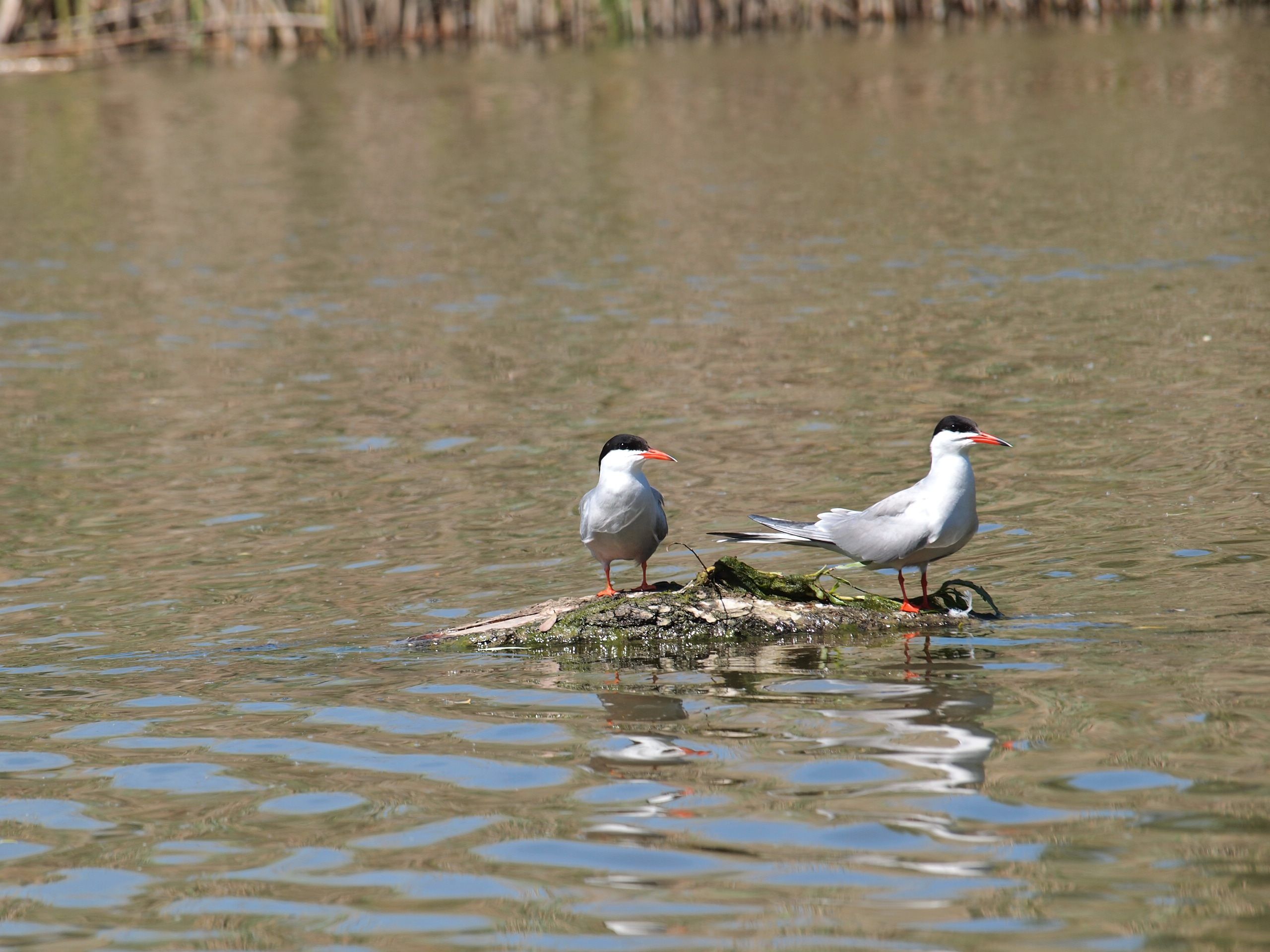 Flussseeschwalben Flussseeschwalben