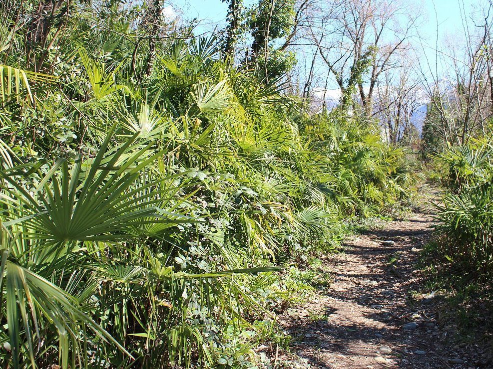 Die beliebte chinesische Hanfpalme wächst mittlerweile auch in Österreich.