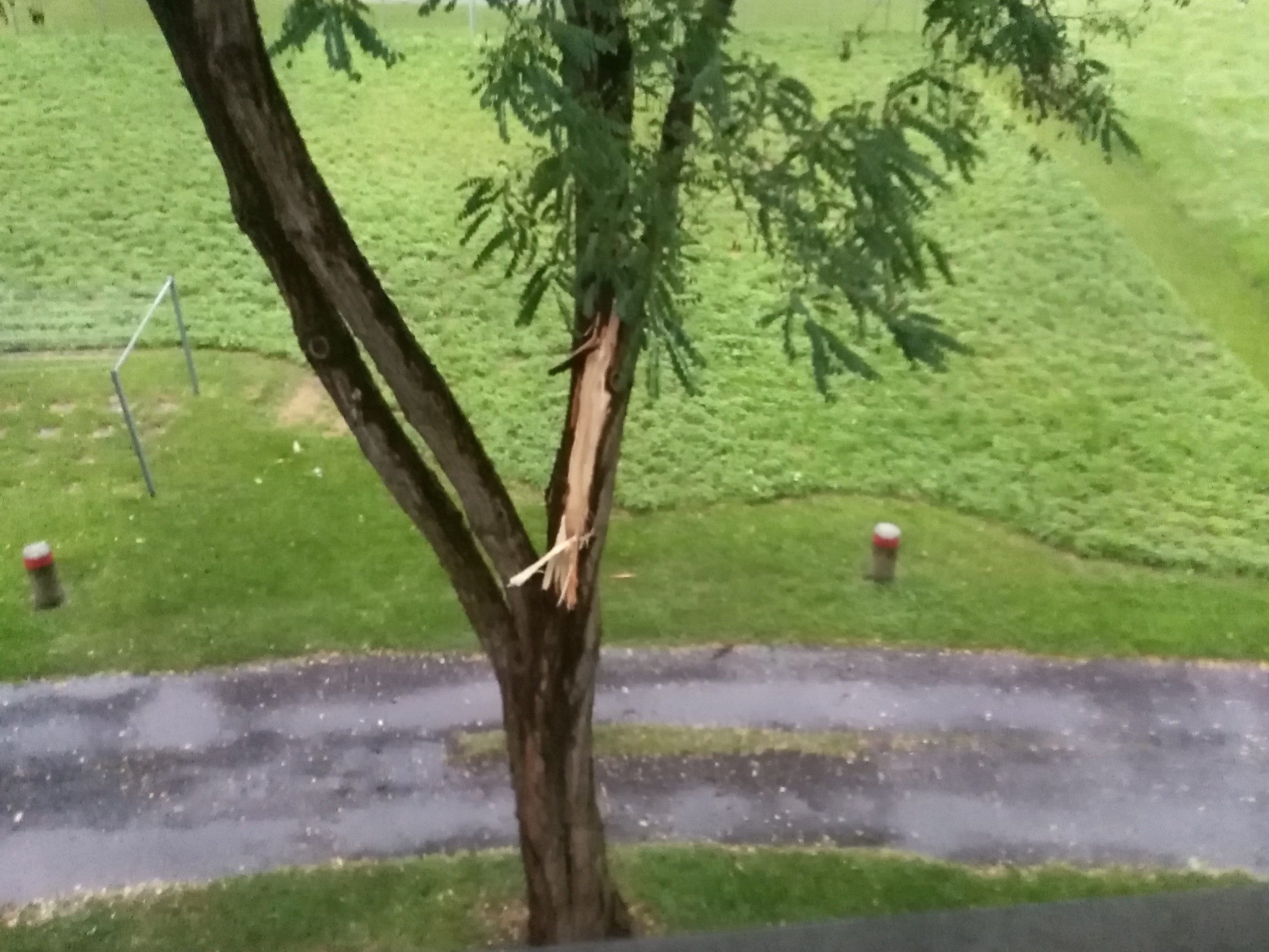 Getroffener Baum nah beim Haus