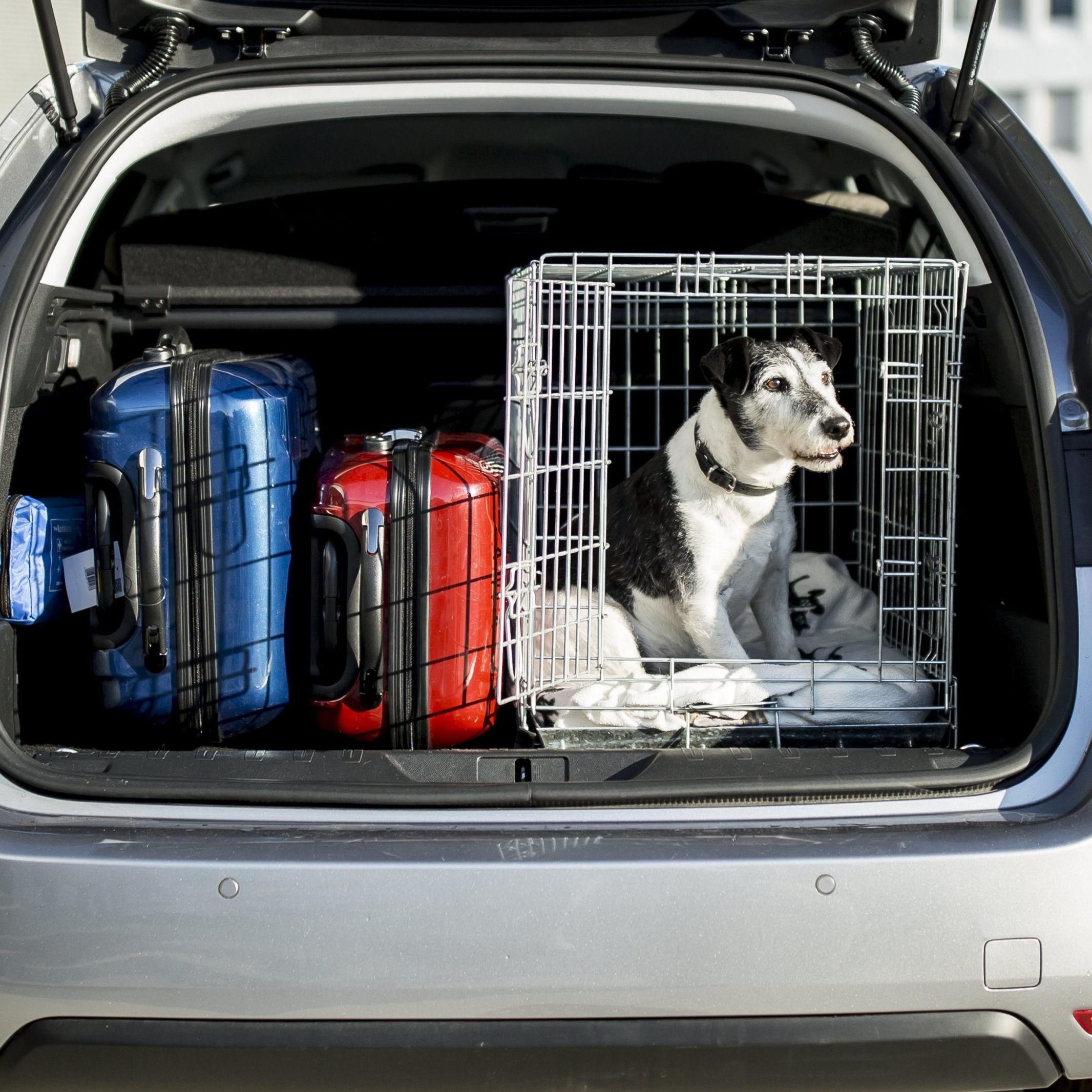 ÖAMTC: Wer mit Hund urlauben möchte, sollte Einreisebestimmungen kennen.