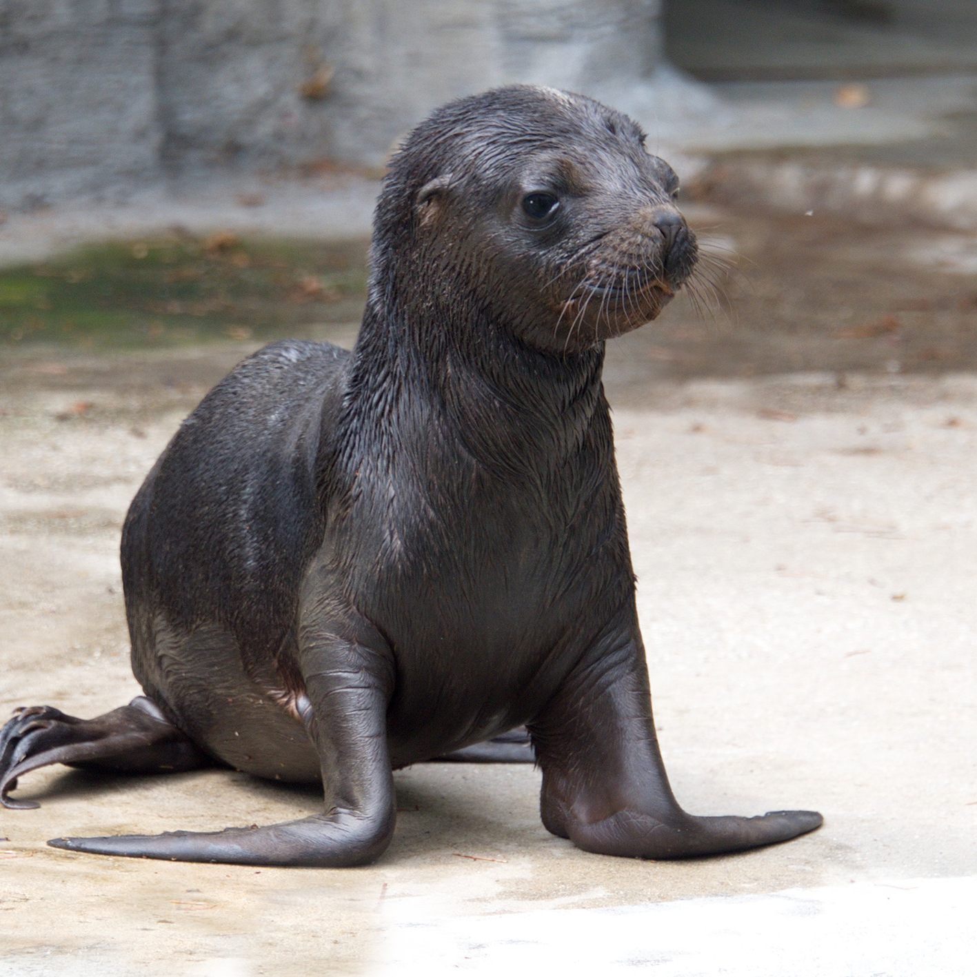 Am 29. Juni kam das Robben-Baby zur Welt.