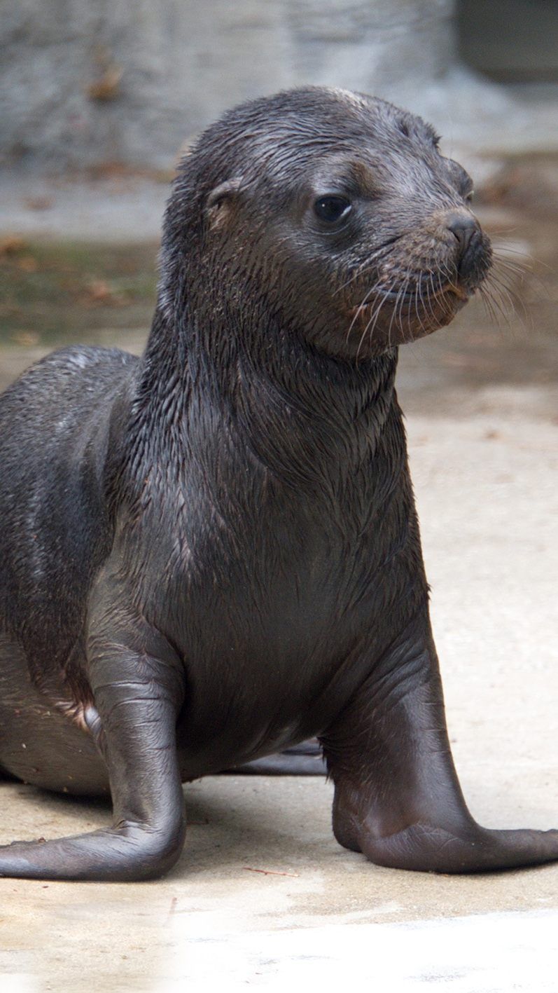 Am 29. Juni kam das Robben-Baby zur Welt.