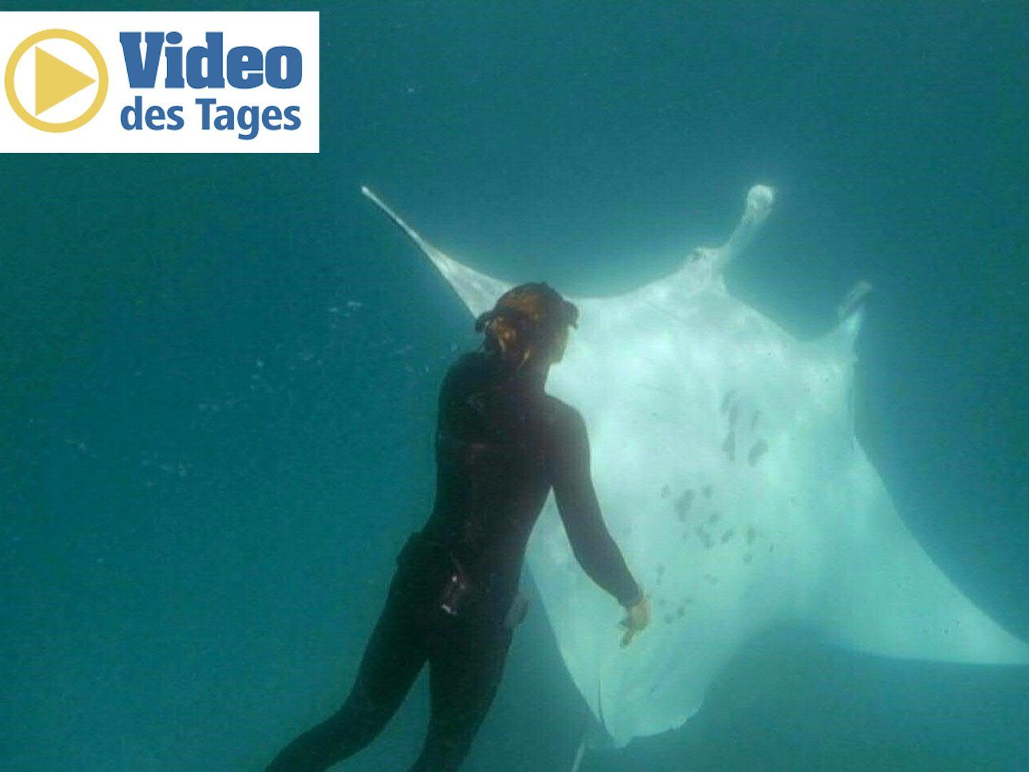 Mantarochen sucht Hilfe bei einem Taucher.